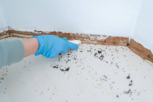 Pest Control for Restaurants in Bel Ridge, MO